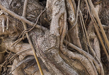 Twisted Roots Of An Old Tree Trunk Weathered Fantastic Background Texture Base