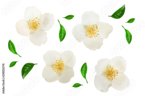 jasmine flower decorated with green leaves isolated on white background closeup Poster Mural XXL