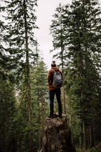 Man Standing On The Tall Tree Stump In The Pine Forest