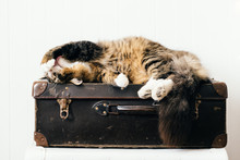 Cat Relaxing On Vintage Suitacase