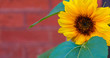 Sunflower in front of bricks