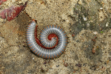 Wall Mural - Image of millipede on the ground. Insect. Animal.