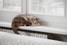Curled Up Cat Naps Above Radiator With Dangling Tail In Winter Day