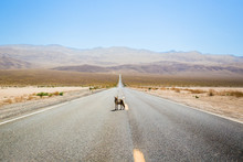 Coyote Standing In The Middle Of A Desert Highway