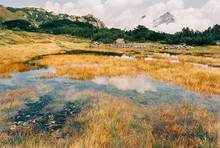 Yellow Grass In Boggy Alpine Landscape Shot On Film