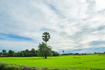 The beauty of the sky and rice fields.