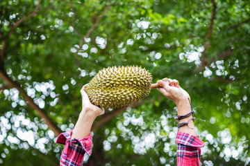 Wall Mural - Mon Thong durian fruit in hand