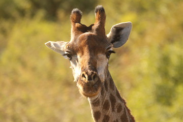 Wall Mural - Giraffe in the African wild