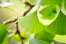 Close-up Green Leaves Of Ginkgo Biloba In A Garden