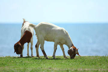 Goats eating grass, Goat on a pasture