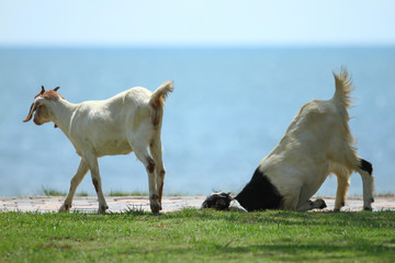 Goats eating grass, Goat on a pasture