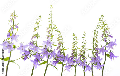 wild bellflower Campanula trachelium on a white background