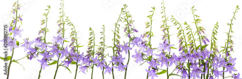 wild bellflower Campanula trachelium on a white background