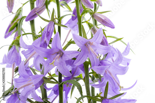 wild bellflower Campanula trachelium on a white background