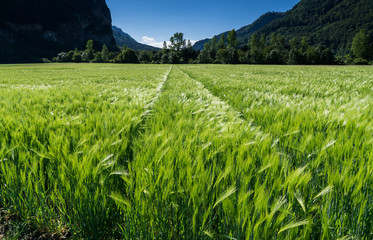 green wheat field with forest behind