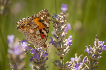 butterfly, flower, insect, nature, summer, green, 