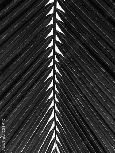 beautiful-palms-leaf-on-white-background