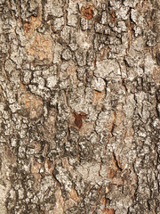 Sticker - bark texture