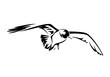 flying seagull black and white vector illustration