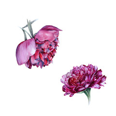 Wall Mural - Watercolor set of two purple peonies