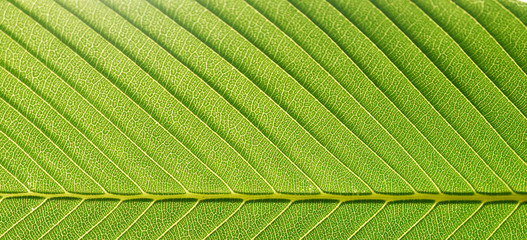 close up of green leaf texture