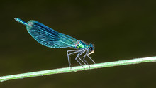 Banded Demoiselle Damselfly Male On Plant Stick. Calopteryx Splendens. Beautiful Detail Of The Blue Dragonfly With Shiny Decorative Wings When Eating A Insect Prey. Blurred Water Background.