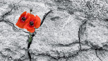 Red Poppy Blooms In A Dried Field. Papaver Rhoeas. Two Flowering Corn Poppies In Cracked Arid Soil. Hope And Hardiness Idea. Black And White Background. Extreme Weather And Climate Changes.