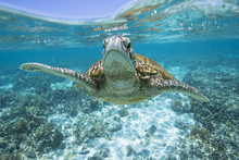 Close Up Of Sea Turtle Swimming Underwater 