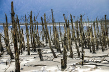 Dead Trees On The Banks Of A Lake During The Drought, Western Cape, South Africa