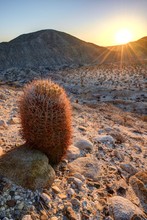 Barrel Cactus At Sunrise, Anza-Borrego Desert State Park, California, America, USA