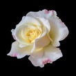 wide open blooming yellow white red rose blossom on black background, fine art still life color flower bloom top view with detailed texture 