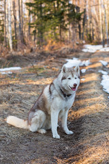  Portrait of Beige and white Siberian Husky dog sitting on the path in the forest in early spring season. Image of young lovely husky male looks like a wolf at sunset