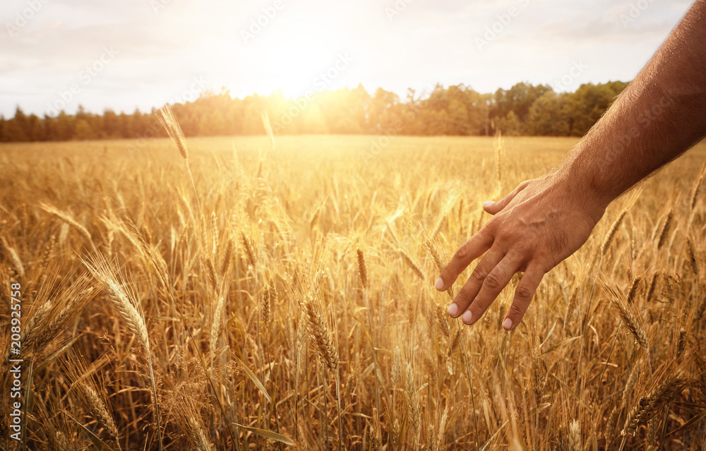 Harvest concept, close up of male hand in the wheat field with copy space - obrazy, fototapety, plakaty 