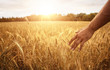 Leinwandbild Motiv Harvest concept, close up of male hand in the wheat field with copy space