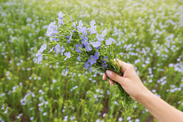 Wall Mural - in a woman's hand a bouquet of plants of flowering flax, blue flowers, against the background of agricultural lands, the concept of nature, agriculture