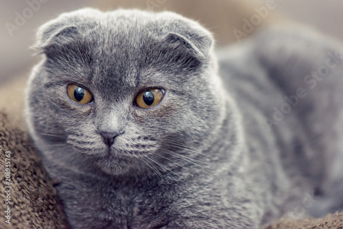 Blue British Shorthair Cat Posing Buy This Stock Photo And