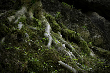 Close up of a twisted tree roots covered with green most and plants