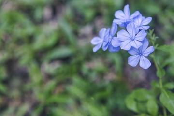 blue flower in garden on blurred green background