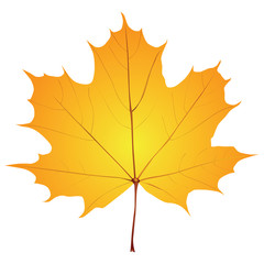 Wall Mural - Classic Maple leaf