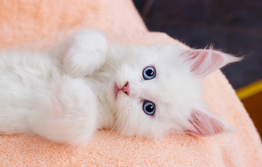 Poster - white kitten lies comfortably on Blankets