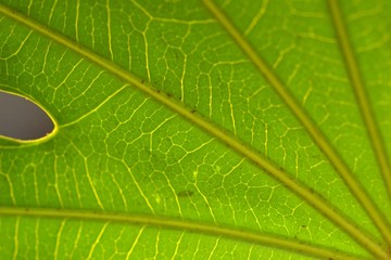 sheet green background nature flora flower 