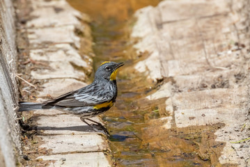 Wall Mural - Yellow-rumped warbler at Capulin Spring, Sandia Mountains, New Mexico