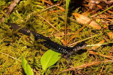 Wall Mural - Northern Slimy Salamander (Plethodon glutinosus)