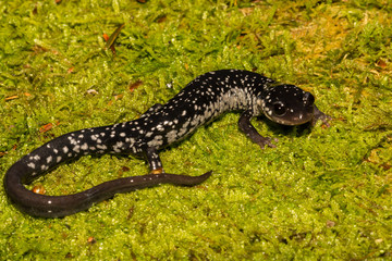 Wall Mural - Northern Slimy Salamander (Plethodon glutinosus)