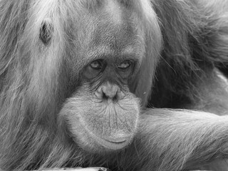 Poster - Adult Orangutan