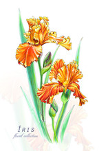 Botanical Illustration. Postcard Card With Blossoming Orange Irises Flowers. Imitation Of Watercolor. Drawing With Alcohol Markers.