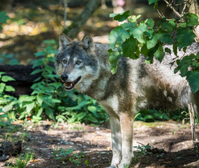  Europäischer Wolf - Canis lupus lupus - Grauwolf