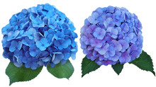 Set Of Hydrangea Flowers