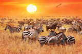 Fototapeta Sawanna - Herd of wild zebras and wildebeest in the African savanna against a beautiful orange sunset. The wild nature of Tanzania. Artistic natural image.