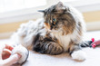 © Kristina Blokhin - Playful lazy maine coon calico cat closeup playing with catnip toy with paws indoors lying on carpet floor indoor house living room